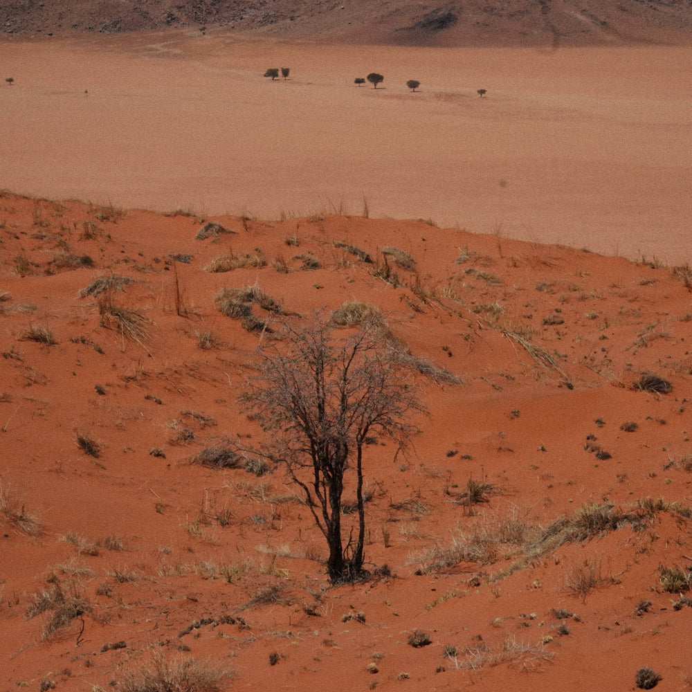 COMMIPHORA WILDII