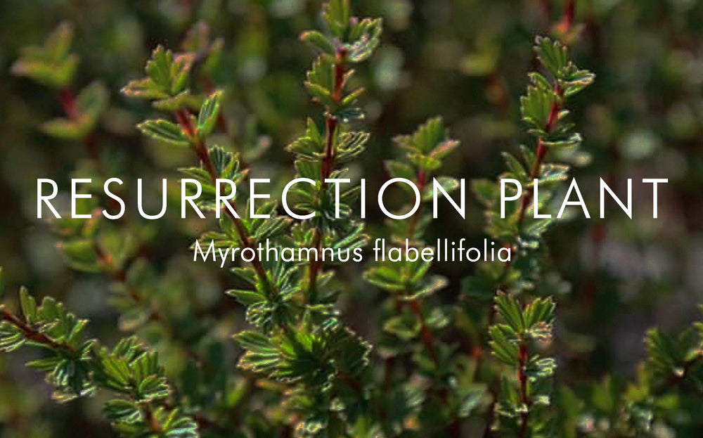 Resurrection Plant: Nature’s Answer to Revived and Lustrous Skin