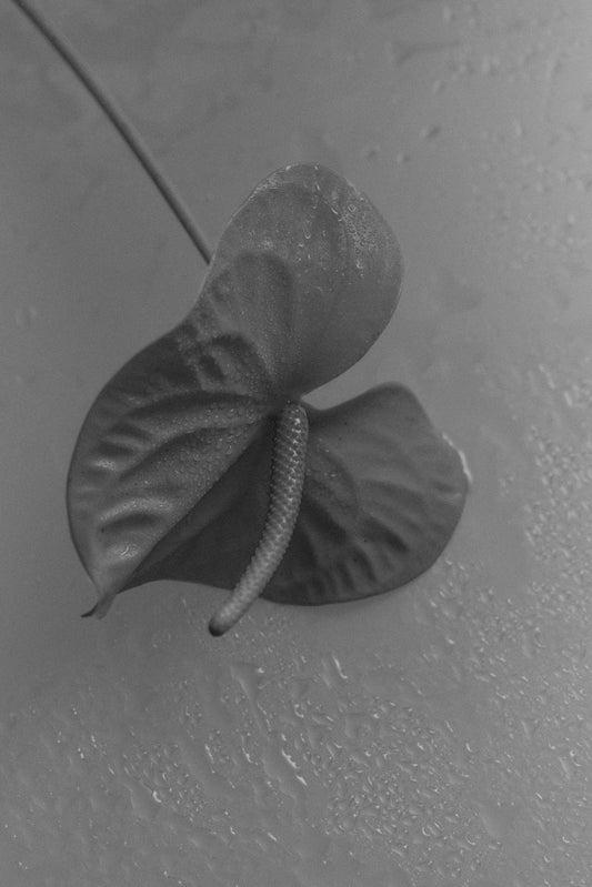 healthy-skin-is-always-communicating-anthurium