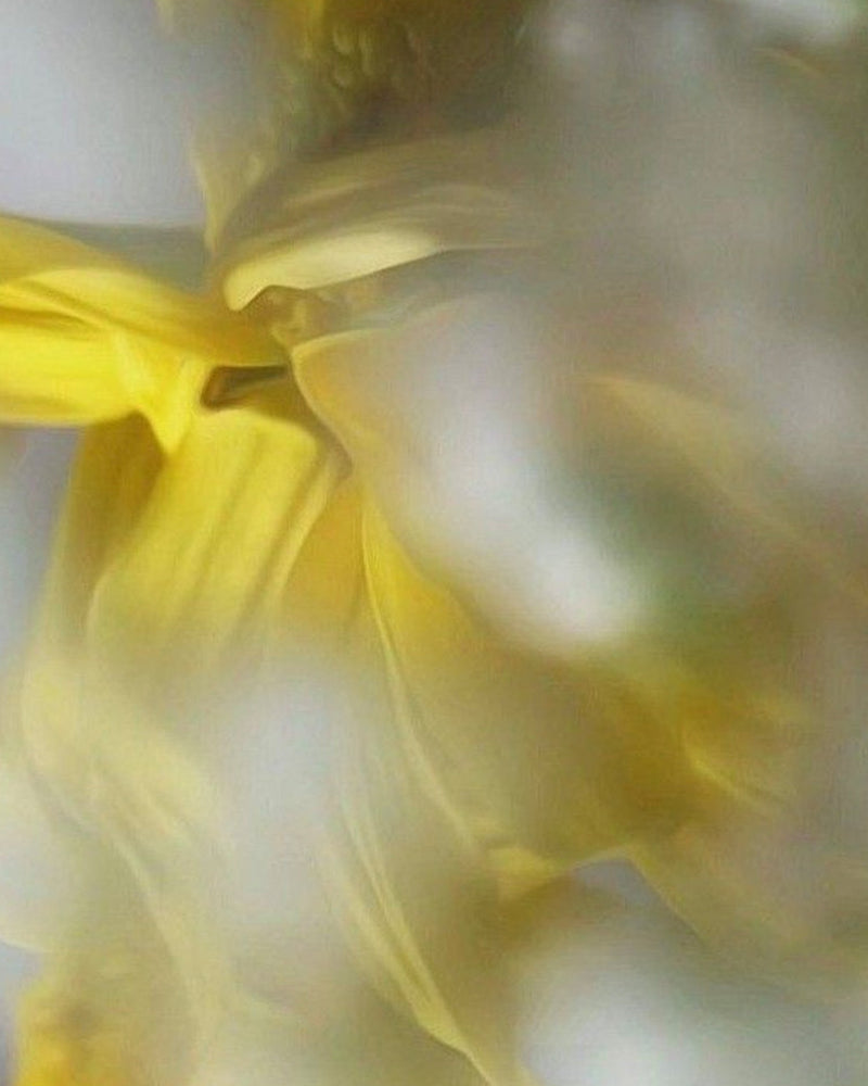 On Honeybush — Cyclopia's Role in Skin Recovery