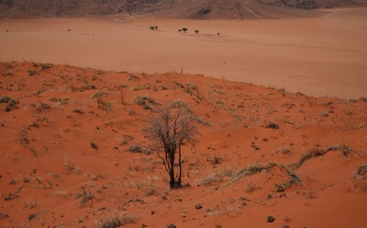 Benefits of Commiphora Wildii for Skin