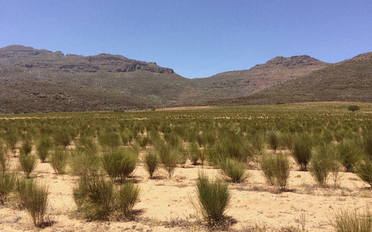 Rooibos Leaf Extract: Calm and restore problem skin