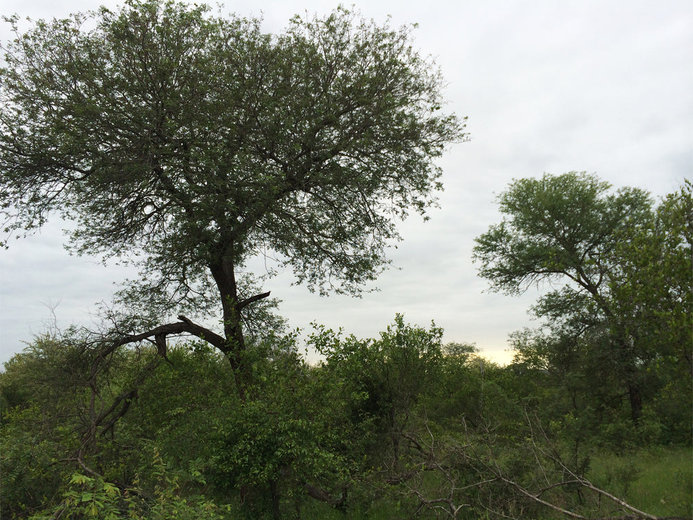 Harmonious Creations - The South African Marula Tree