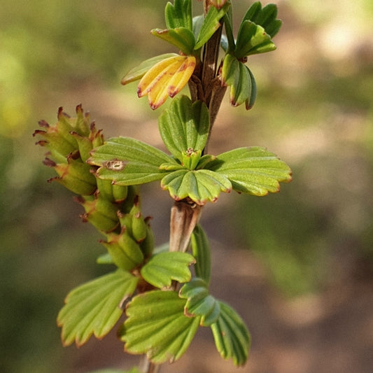 Resurrection Plant: Nature’s Answer to Revived and Lustrous Skin