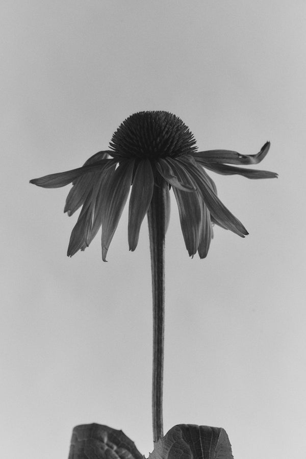 PROTECT — BIO-ADAPTIVE SOUTH AFRICAN BOTANICALS