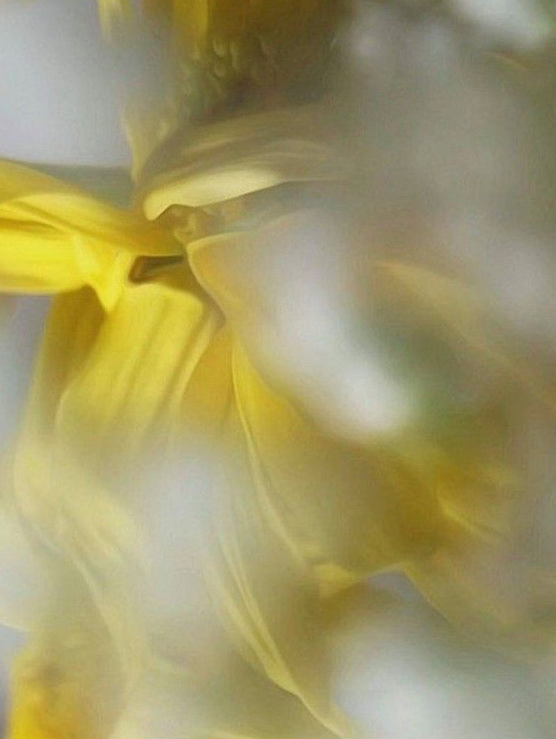 Honeybush