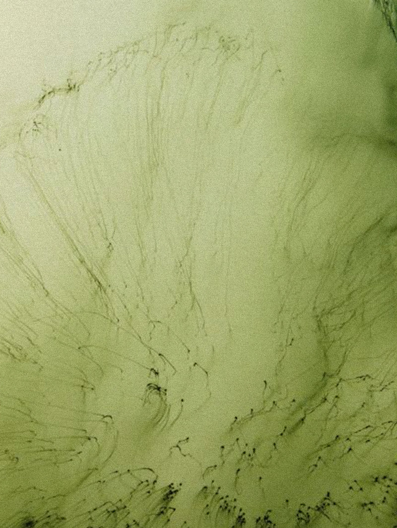 Micro & Macro Algae Complex
