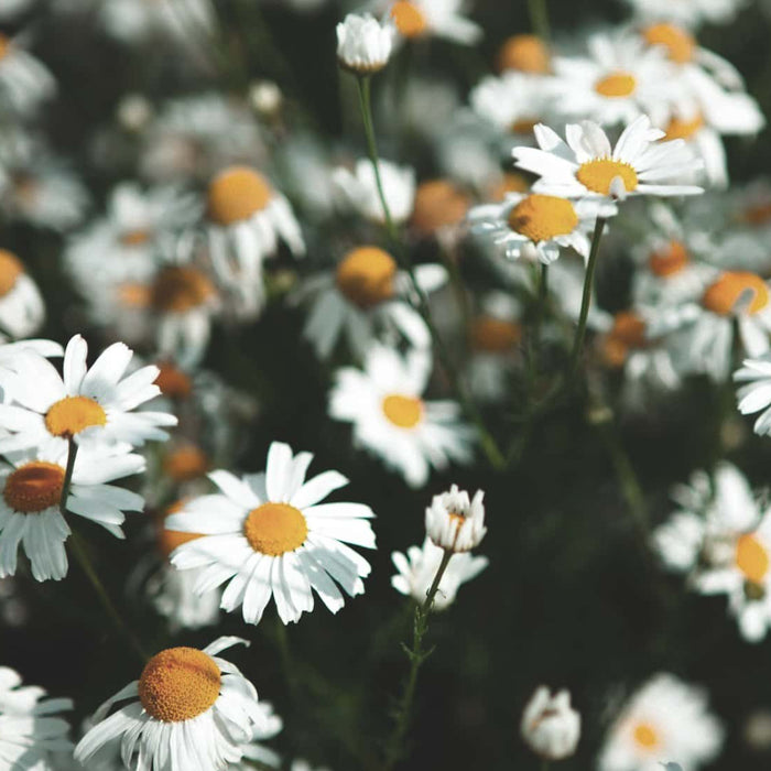 Chamomile Flower