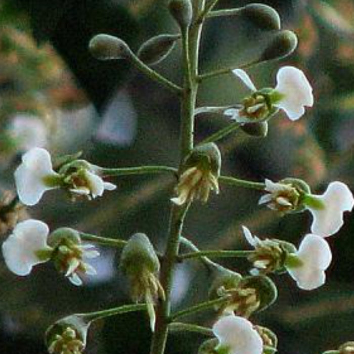 Balsam of Peru
