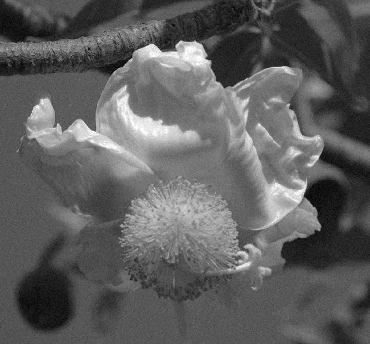 Botanical imagery representing the bio-adaptive plant complex in Intensive Recovery Cream