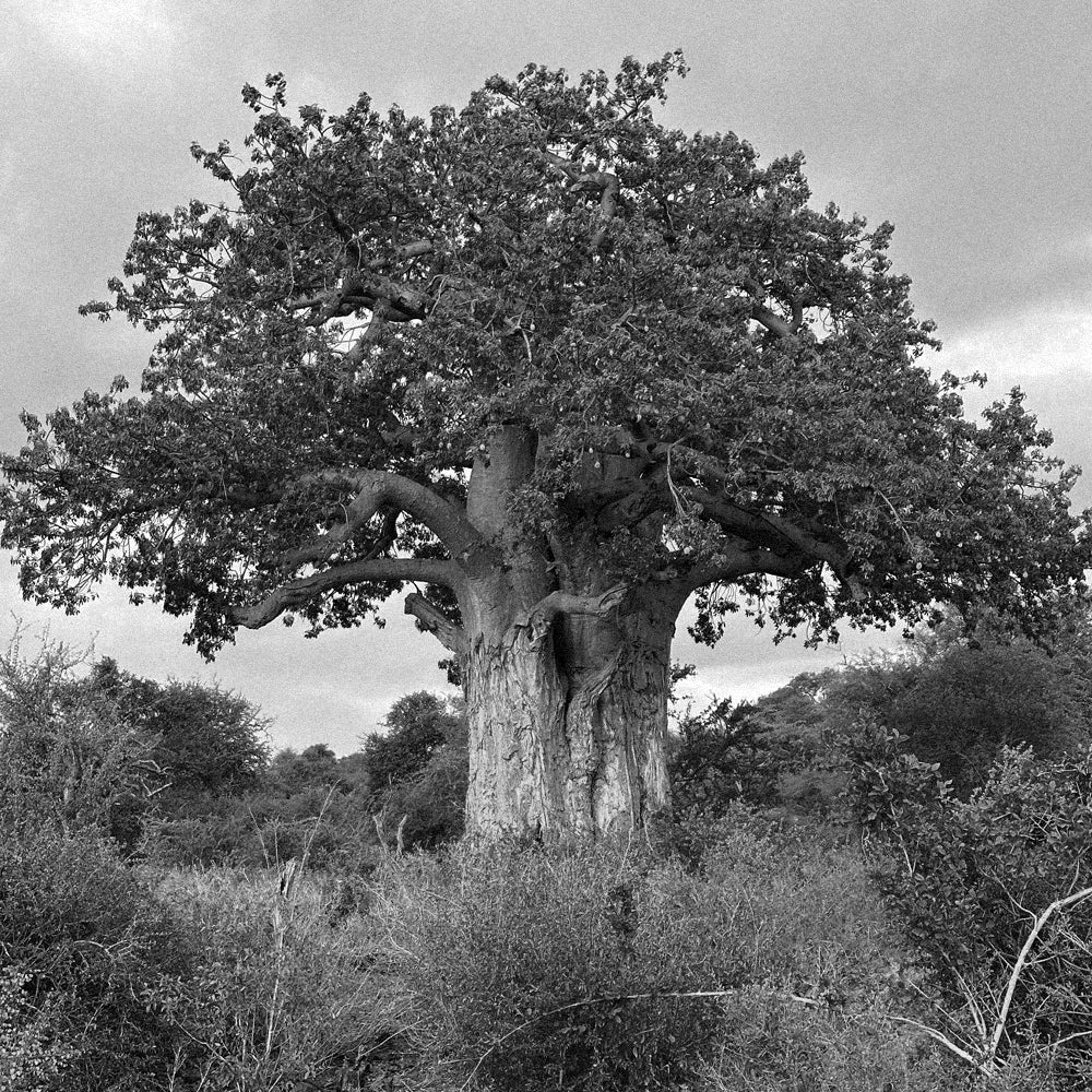 BAOBAB FRUIT COMPLEX - [Adansonia Digitata]