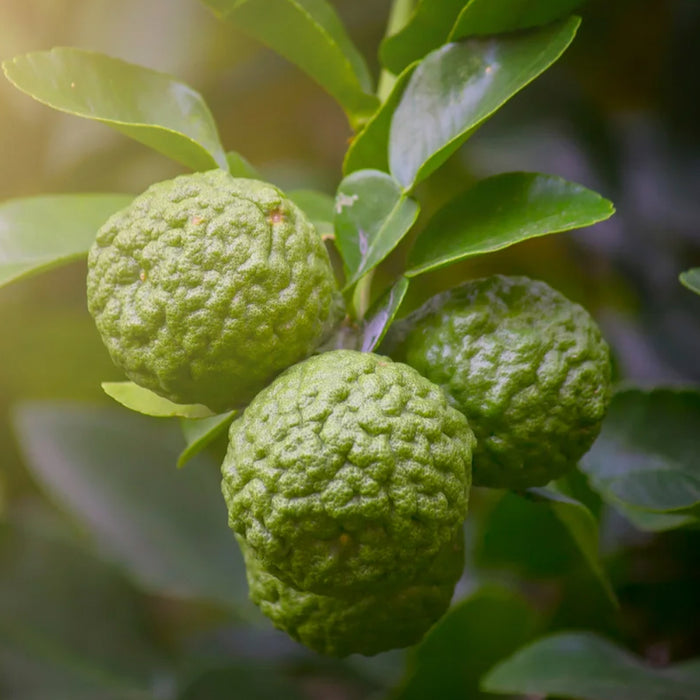 Bergamot