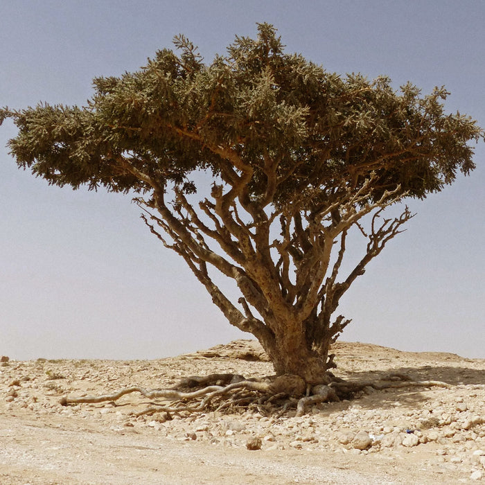 Boswellia Frereana Frankincense