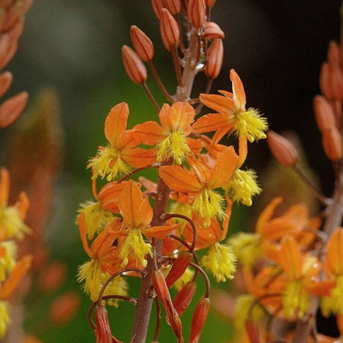 Bulbine Frutescens