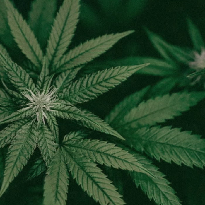 Cannabis Sativa