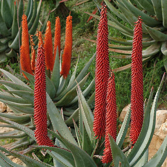 Cape Aloe — Aloe Ferox