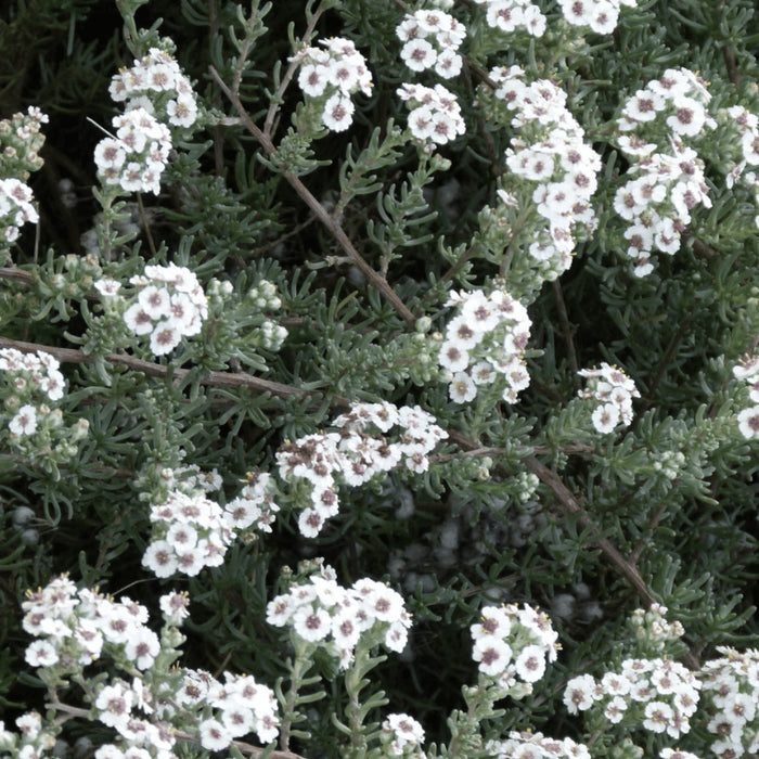 Cape Chamomile