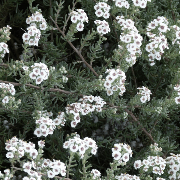 SIGNATURE AROMATIC ACCORD