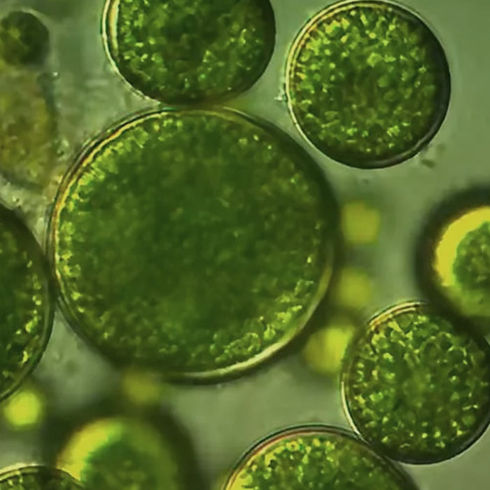 Chlorella Sorokiniana