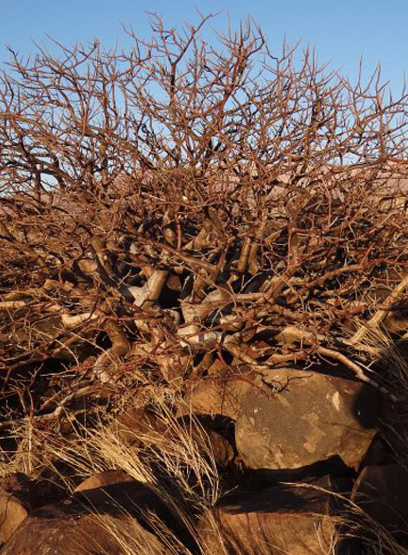 Commiphora