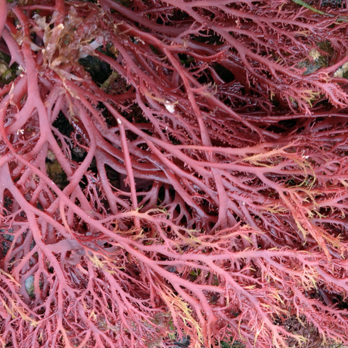 Gigartina Stellata — Red Microalgae