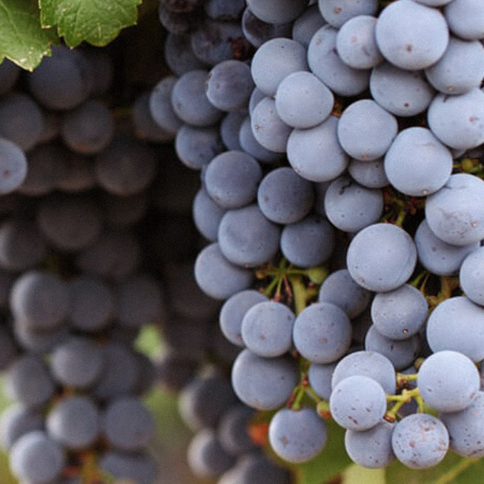 Grape Seed Oil