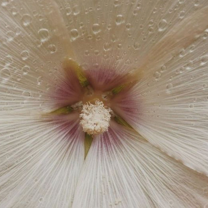 Hibiscus