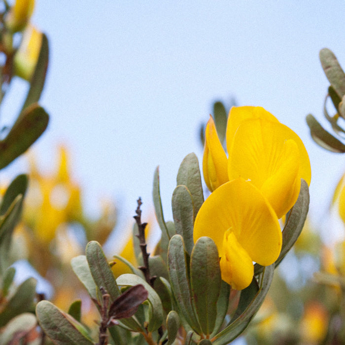 Honeybush