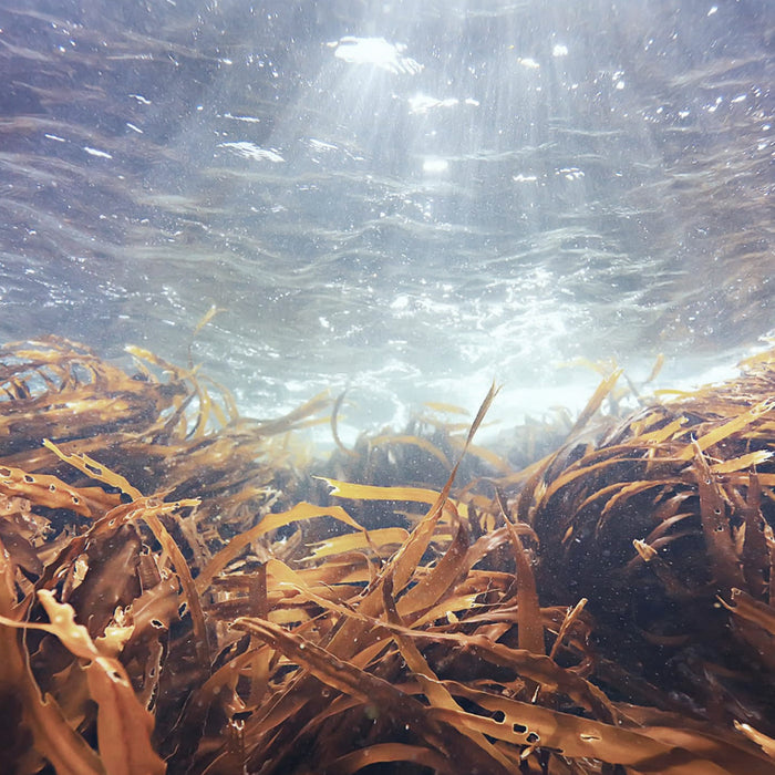 Hydrolyzed F-Fucoidan (Algae)