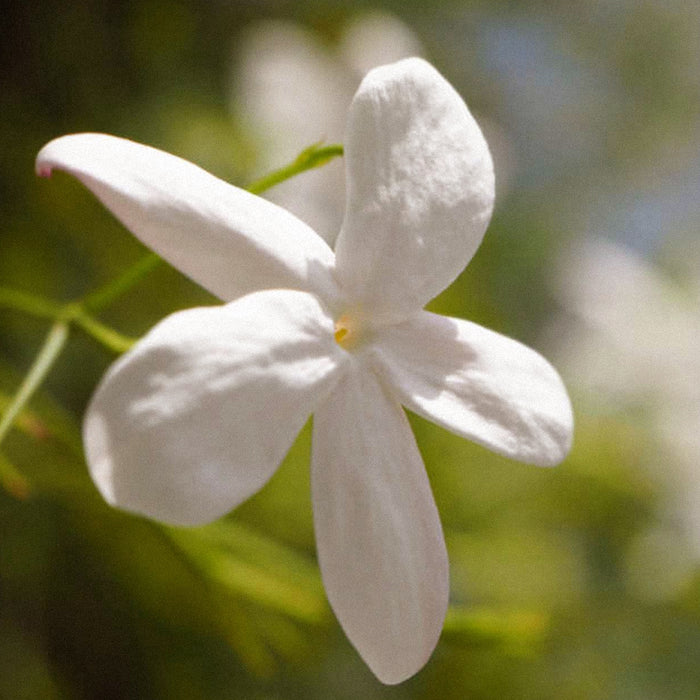 Jasmine Grandiflorum