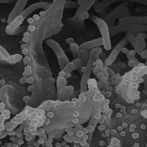 PROBIOTIC BIOFERMENT