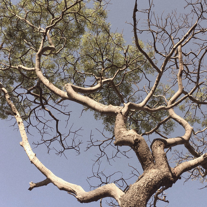 Marula