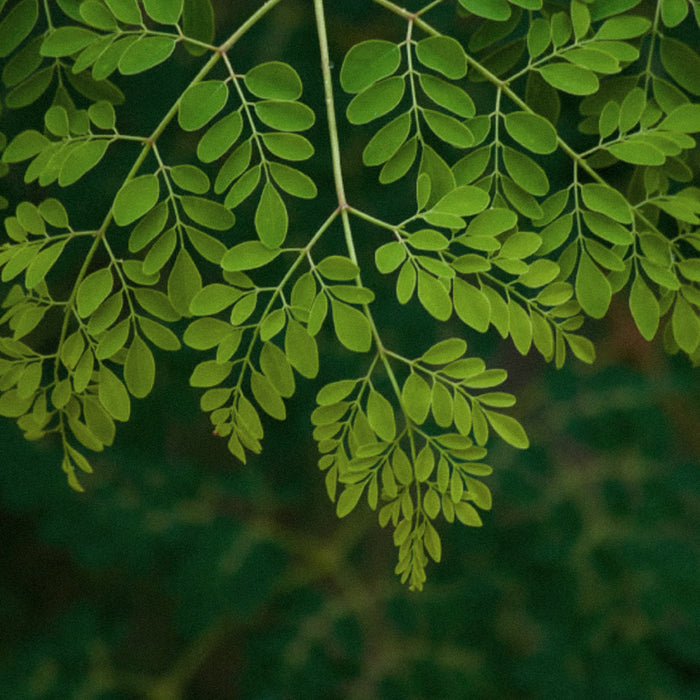 Moringa