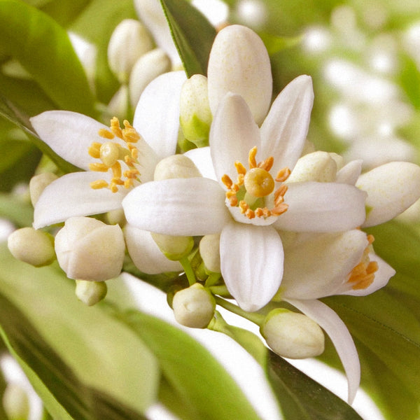 TRADITIONAL NEROLI ENFLEURAGE