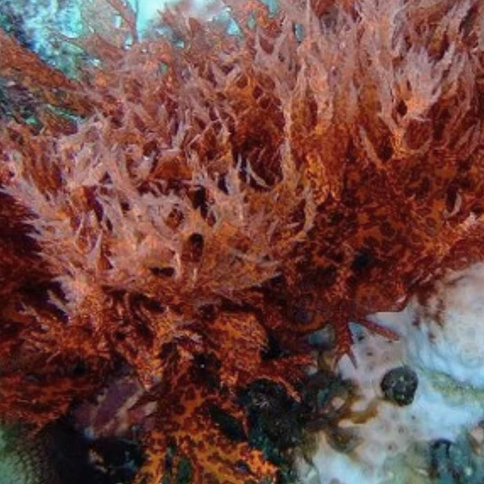 Palmaria Palmata