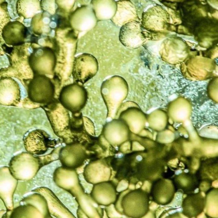 Pavlova Lutheri Microalgae