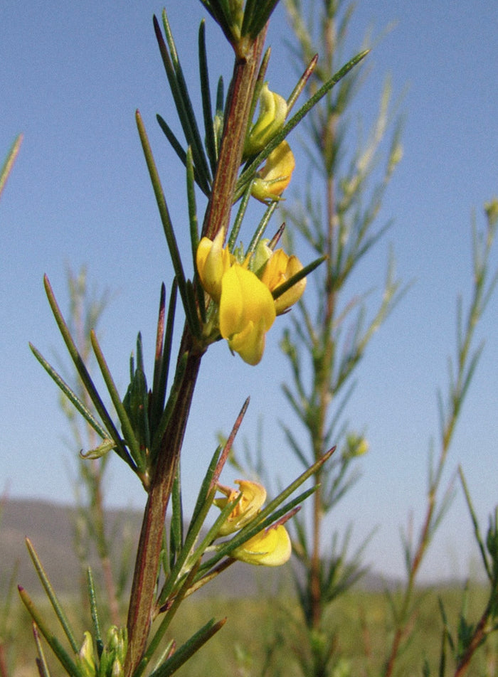 Rooibos Leaf