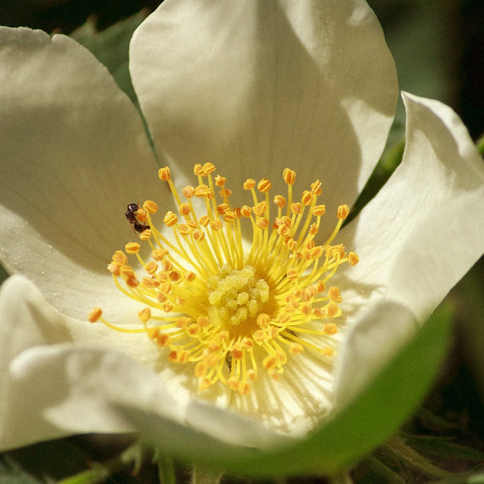 Rosehip
