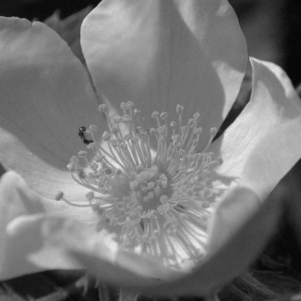 ROSEHIP & CAMELLIA