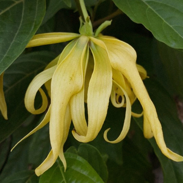 AROMATHERAPEUTIC BOTANICAL BLEND